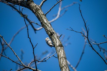 コゲラ 普正寺の森(野鳥園跡地) 2020年4月4日(土)