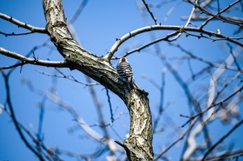 コゲラ 普正寺の森(野鳥園跡地) 2020年4月4日(土)