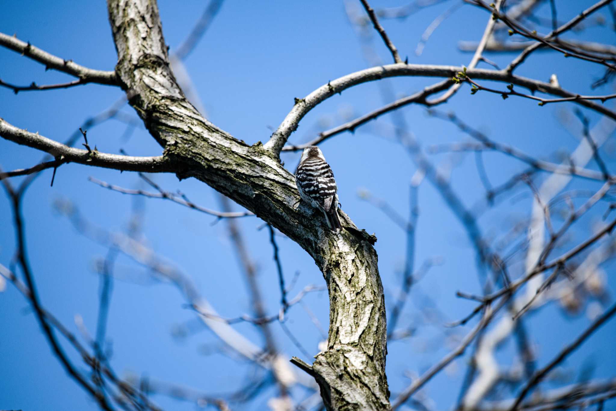 Photo of Japanese Pygmy Woodpecker at 普正寺の森(野鳥園跡地) by 柏野 潔