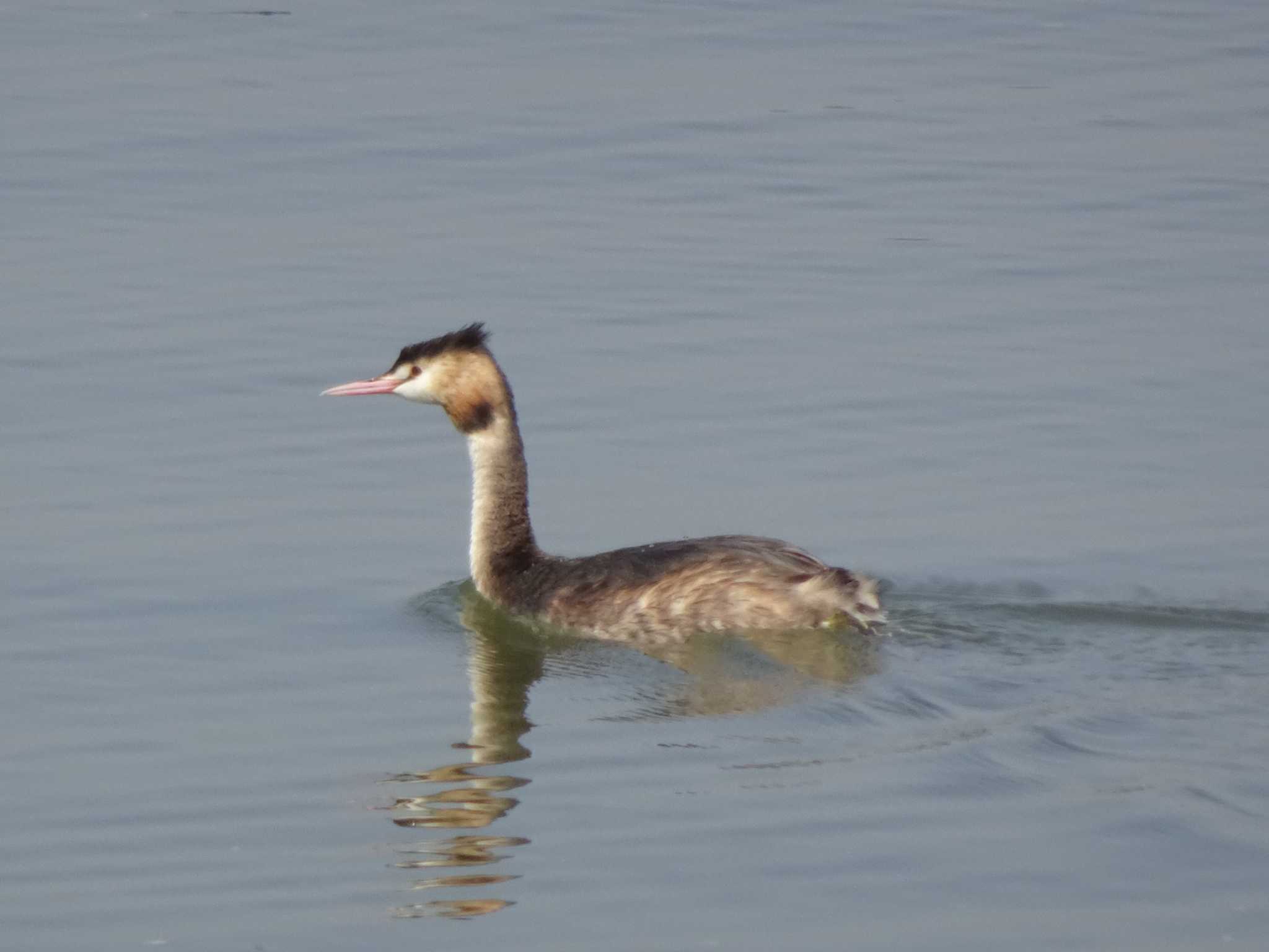 Great Crested Grebe