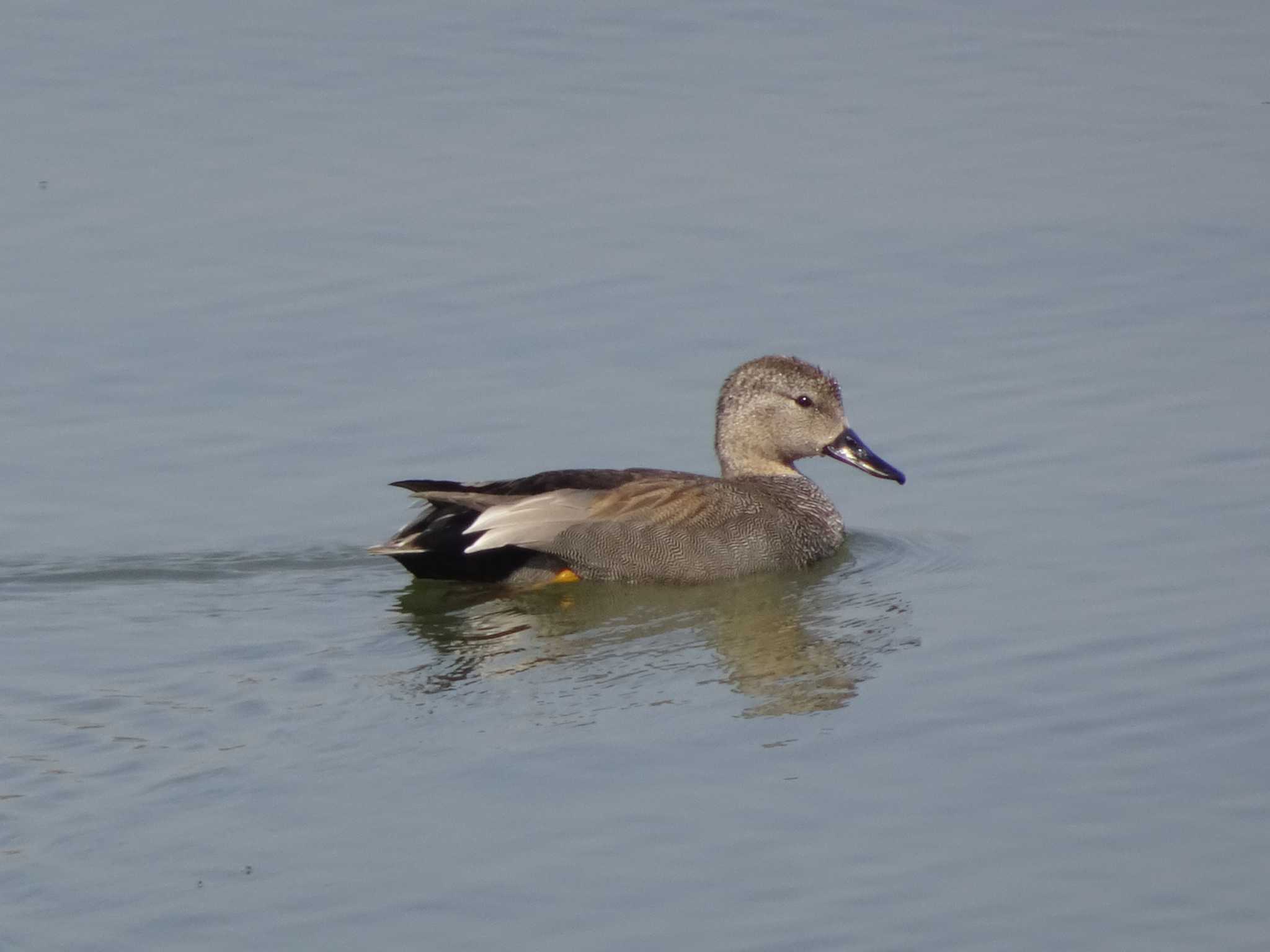 Gadwall