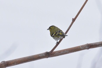 Eurasian Siskin ウィンザー Wed, 3/16/2016