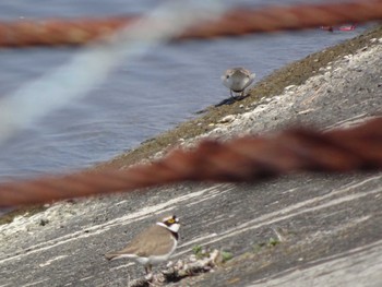 2020年4月4日(土) 相模原沈殿池の野鳥観察記録