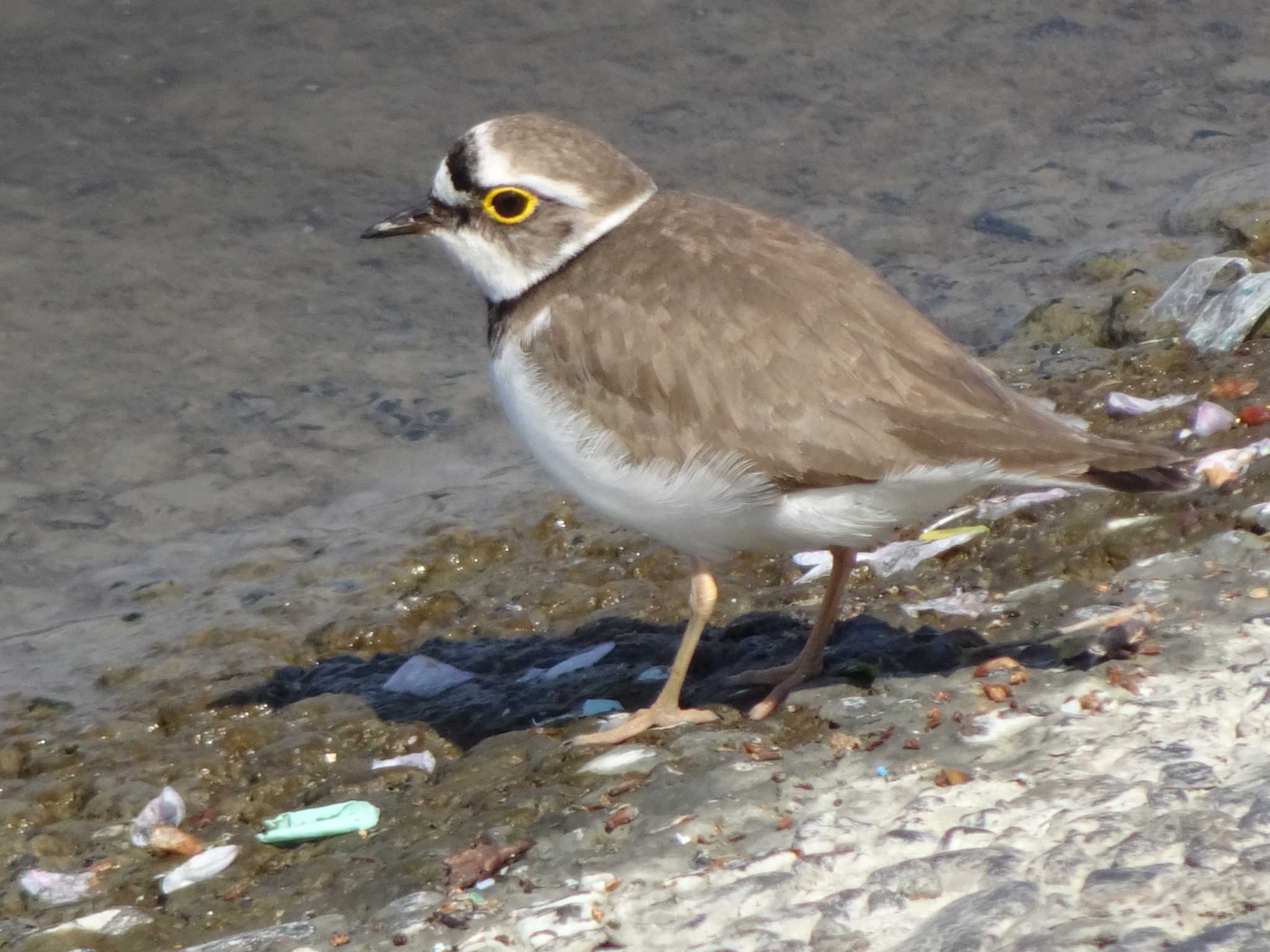 Little Ringed Plover