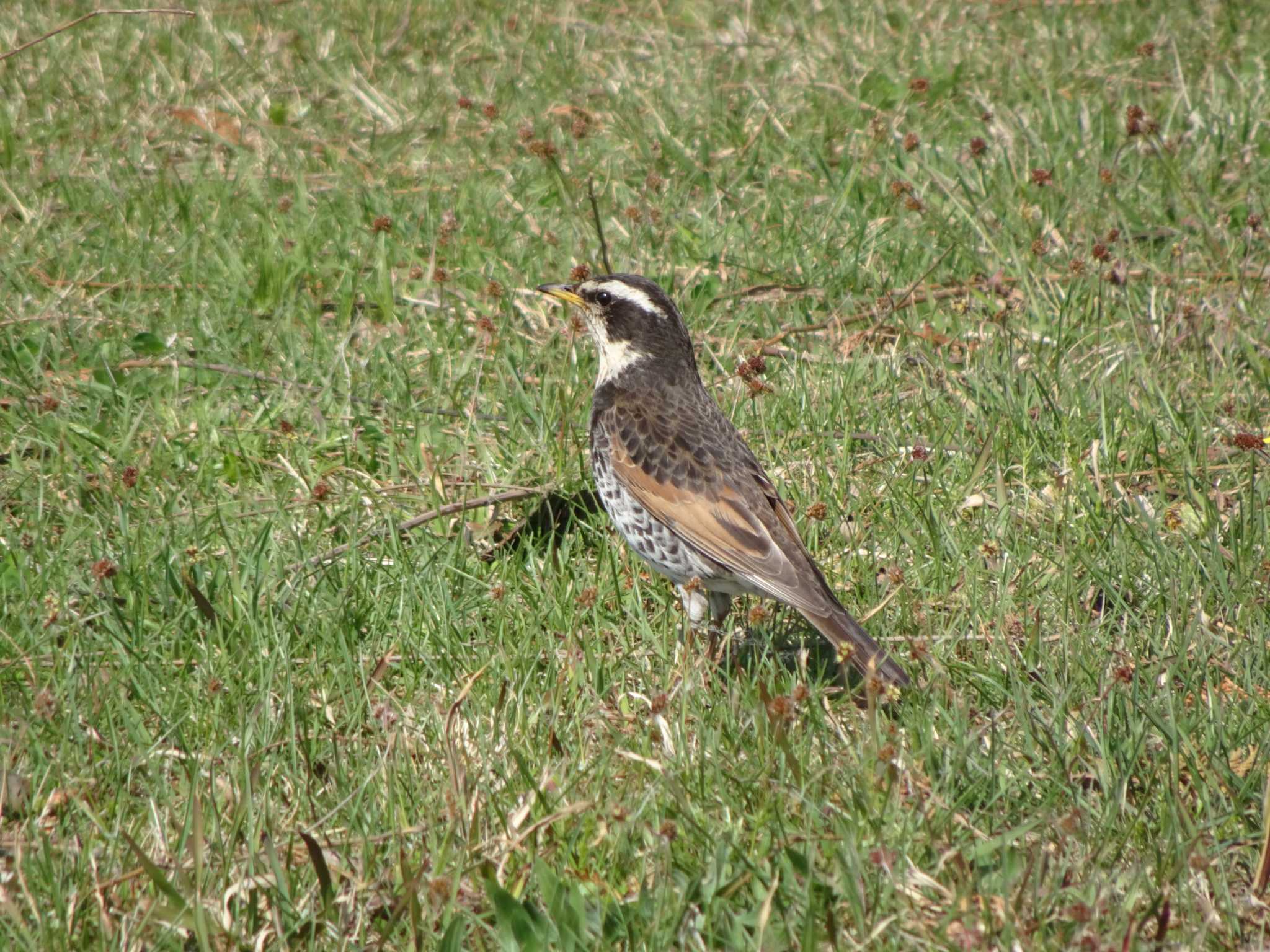 Dusky Thrush