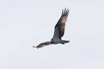 Osprey 西宮市 Sat, 4/4/2020