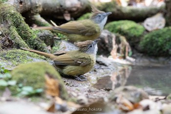 ノドジロカンムリヒヨドリ プーキィアオ野生動物保護区 2020年2月10日(月)