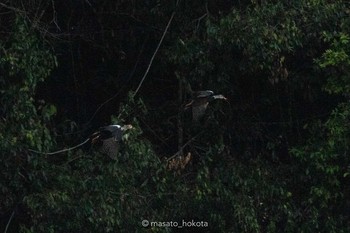 White-winged Duck