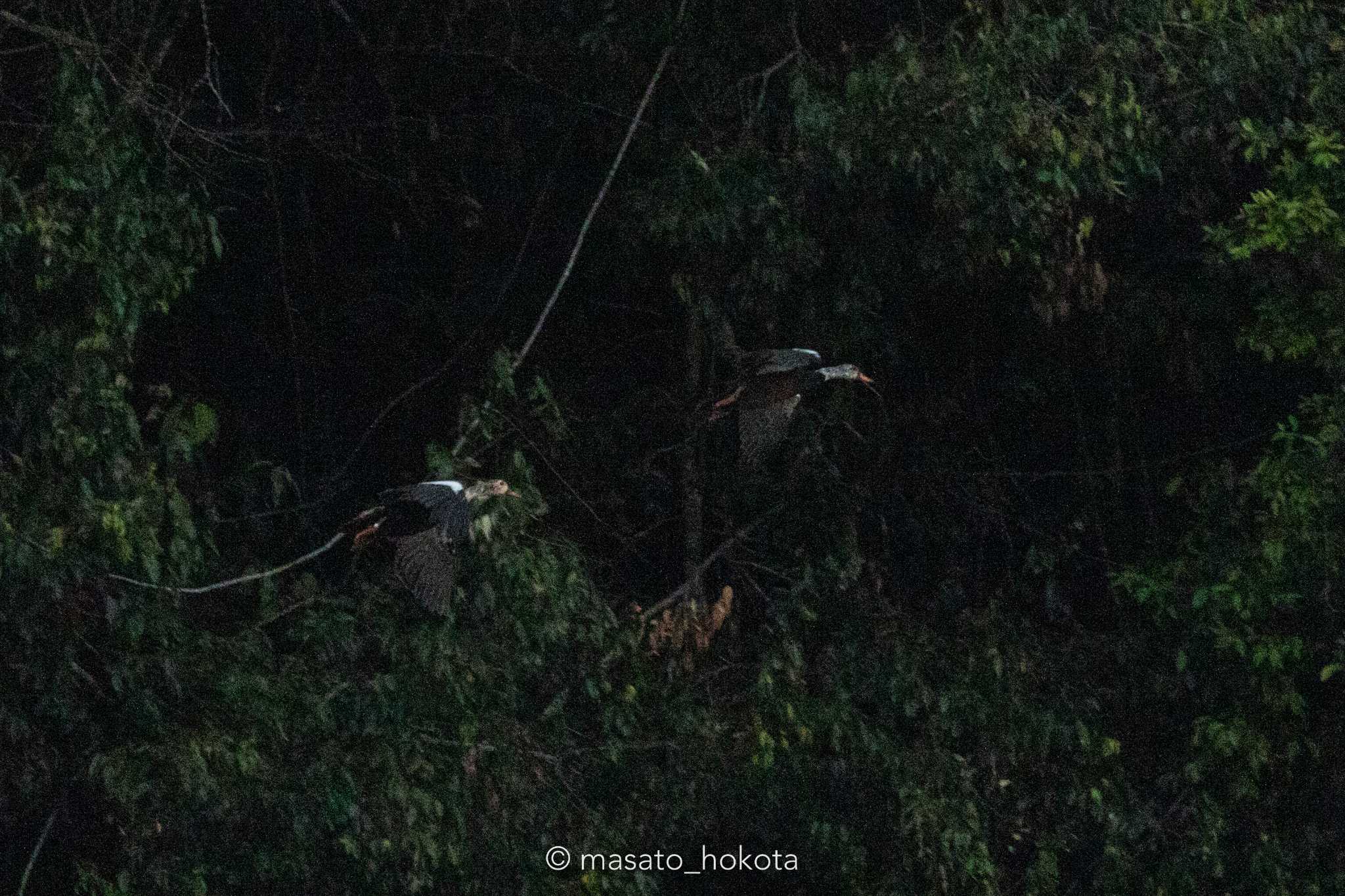 プーキィアオ野生動物保護区 ハジロモリガモの写真 by Trio