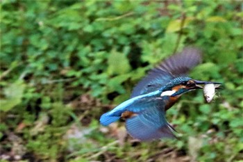 Common Kingfisher 愛知県 知多半島 Fri, 4/3/2020