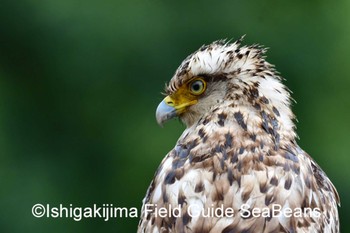 カンムリワシ 石垣島 2020年4月4日(土)