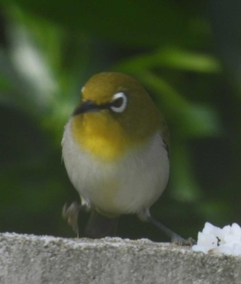 Japanese White-eye(loochooensis) 恩納村 Sun, 3/8/2020