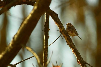 Rustic Bunting 群馬県 Wed, 3/25/2020