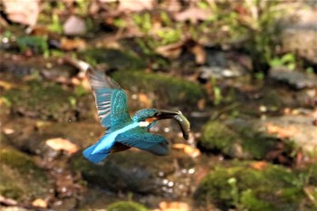 Common Kingfisher 愛知県 知多半島 Sat, 4/4/2020