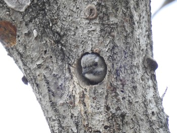 2020年4月5日(日) 小山運動公園の野鳥観察記録