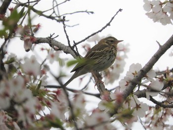 ビンズイ 小山運動公園 2020年4月5日(日)