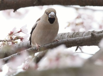 2020年3月30日(月) 新田宿の野鳥観察記録