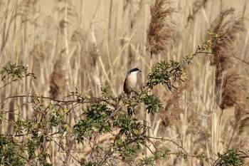 タカサゴモズ 東京港野鳥公園 2012年9月1日(土)