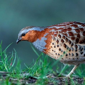 Chinese Bamboo Partridge 東京都立桜ヶ丘公園(聖蹟桜ヶ丘) Sun, 4/5/2020