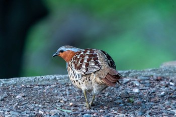 Chinese Bamboo Partridge 東京都立桜ヶ丘公園(聖蹟桜ヶ丘) Sun, 4/5/2020