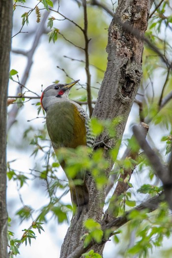 Japanese Green Woodpecker 東京都立桜ヶ丘公園(聖蹟桜ヶ丘) Sun, 4/5/2020