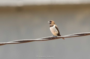 Javan Munia Ubud Mon, 10/8/2018