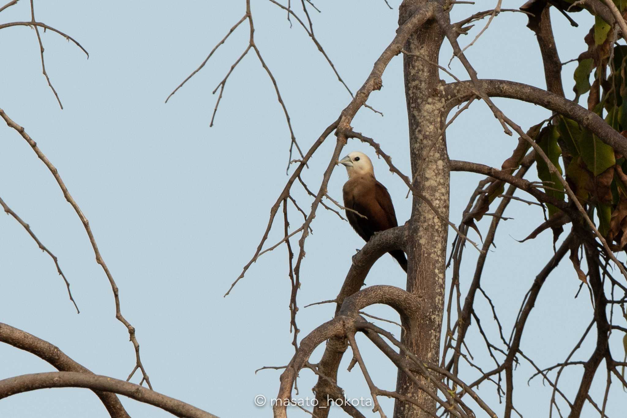 White-headed Munia