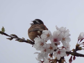 2020年4月5日(日) 奈良山公園の野鳥観察記録