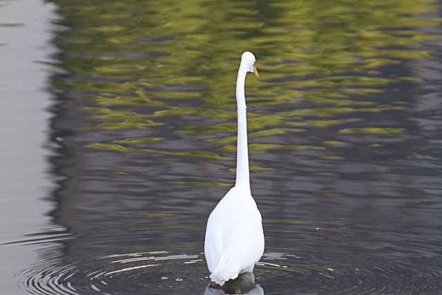 不忍池(上野恩賜公園) チュウサギの写真 by natoto