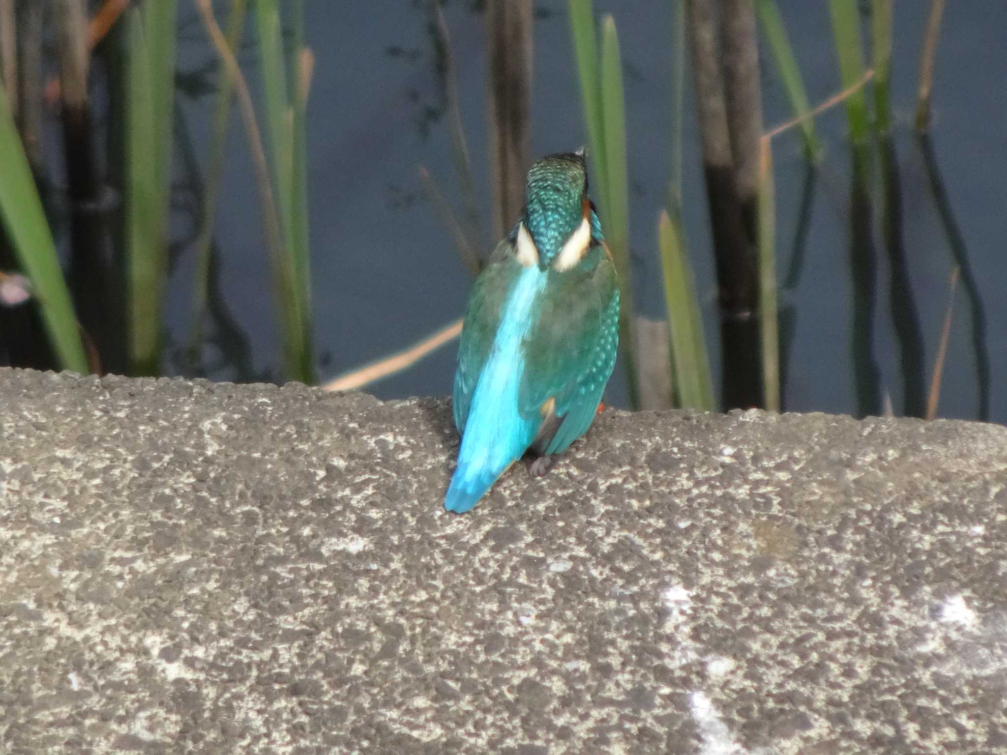 奈良山公園 カワセミの写真 by Kozakuraband