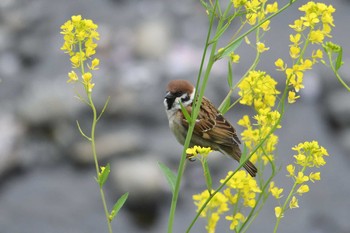 Sun, 4/5/2020 Birding report at Nogawa