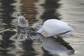 チュウサギ 不忍池(上野恩賜公園) 2016年3月19日(土)