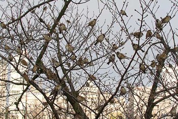 スズメ 不忍池(上野恩賜公園) 2016年3月19日(土)