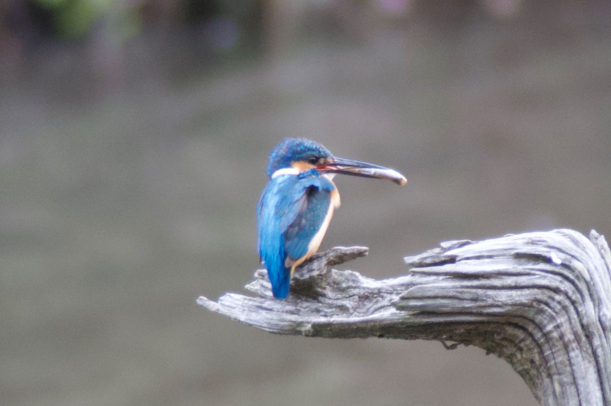 Photo of Common Kingfisher at 四季の森公園(横浜市緑区) by まさ