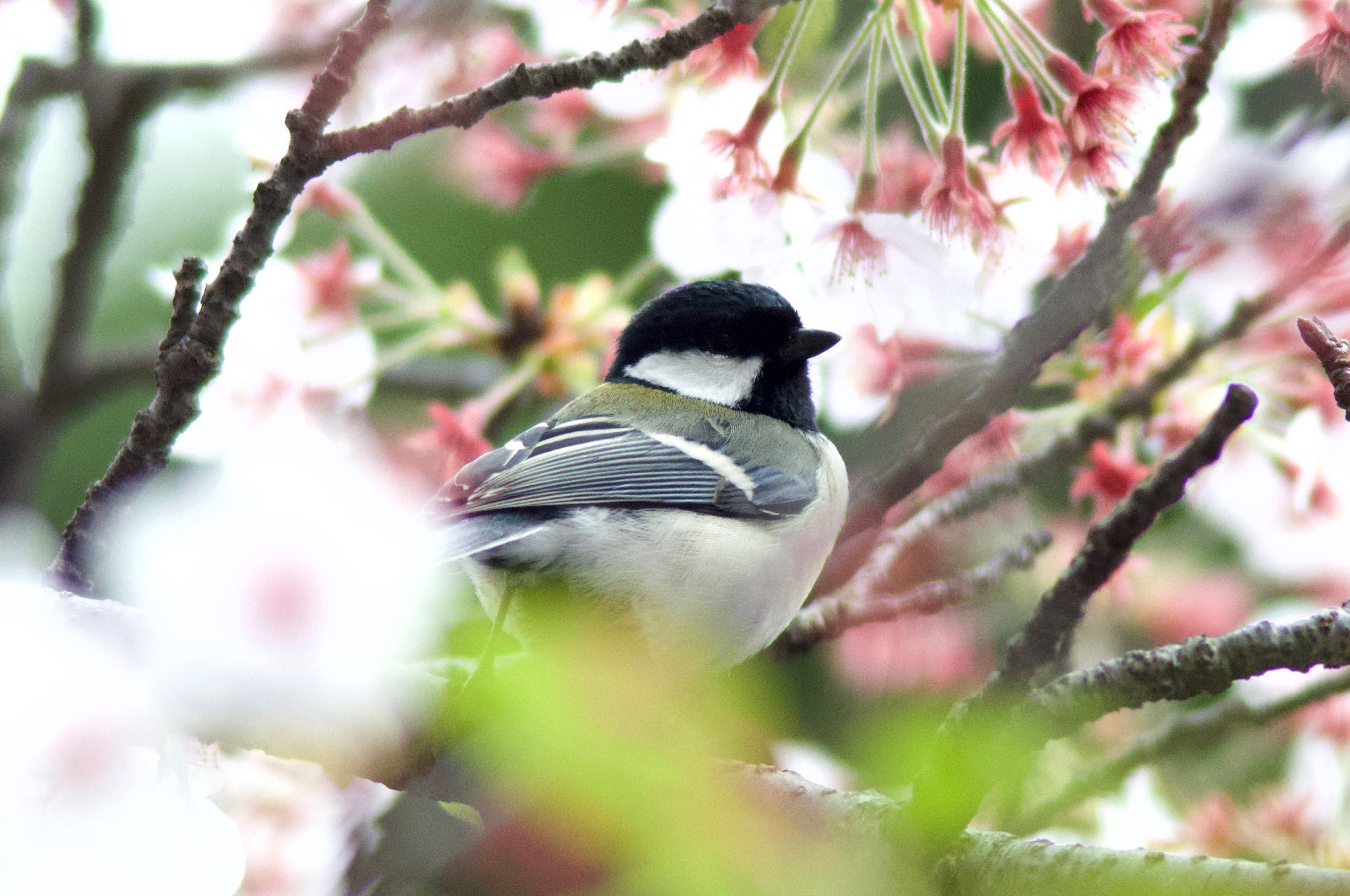 四季の森公園(横浜市緑区) シジュウカラの写真 by まさ