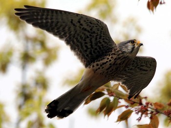 Common Kestrel 稲城 Sun, 4/5/2020