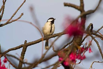 シジュウカラ 不忍池(上野恩賜公園) 2016年3月19日(土)