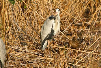 アオサギ 不忍池(上野恩賜公園) 2016年3月19日(土)