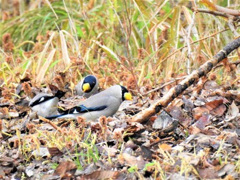 2020年4月5日(日) 大沼親水公園の野鳥観察記録