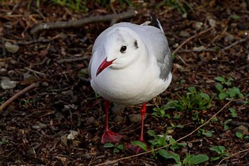 ユリカモメ 不忍池(上野恩賜公園) 2016年3月19日(土)