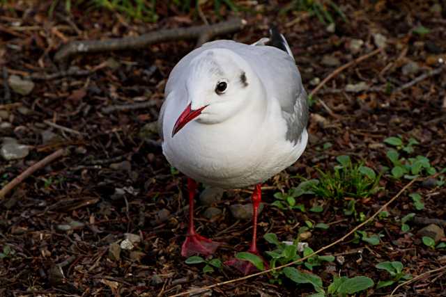 ユリカモメ