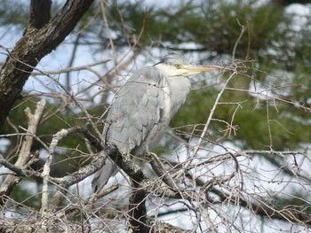 2020年4月5日(日) 北大研究林(北海道大学苫小牧研究林)の野鳥観察記録