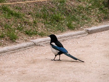 Eurasian Magpie 韓国 釜山 Wed, 4/20/2005