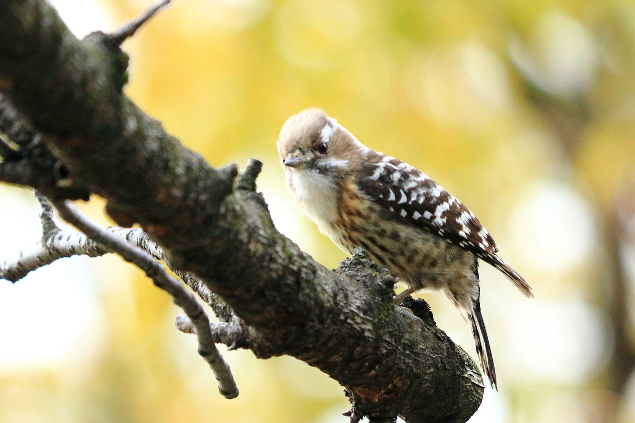 Japanese Pygmy Woodpecker