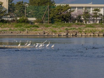 未同定 酒匂川 2020年4月5日(日)