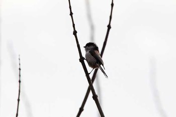 2016年3月20日(日) 国営武蔵丘陵森林公園 の野鳥観察記録