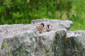 スズメ 大泉緑地 2020年4月5日(日)