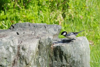 シジュウカラ 大泉緑地 2020年4月5日(日)