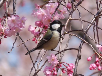 シジュウカラ 近所 2020年4月5日(日)