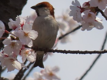 ニュウナイスズメ 近所 2020年4月5日(日)